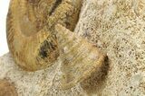 Fossil Ammonite, Belemnite & Gastropod Cluster - Fresney, France #279308-2